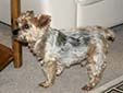 Animal-World info on Yorkshire Terrier