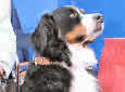 Click for more info on Bernese Mountain Dog