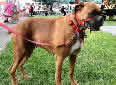 Click for more info on Boxer