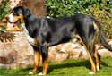 Click for more info on Greater Swiss Mountain Dog