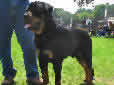 Click for more info on Rottweiler