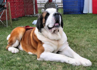 Picture of a SaintBernard - Working Dog