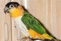 Click for more info on Black-headed Caique