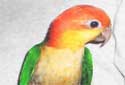Animal-World info on White-bellied Caique