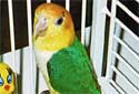Click for more info on Yellow-thighed Caique