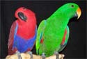 Click for more info on Eclectus Parrot