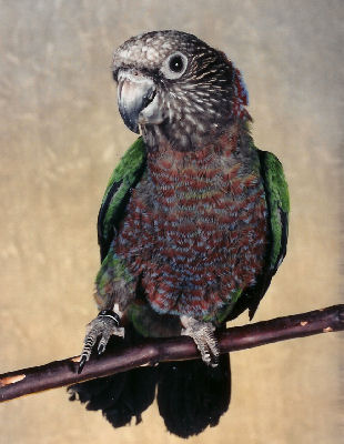 Picture of "Seven" a Hawk-Headed Parrot Deroptyus accipitrinus, also called the Red Fan Parrot