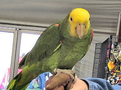Double Yellow-headed Amazon Amazona oratrix, also called Yellow-headed Amazon or Yellow-headed Parrot