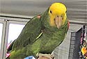 Click for more info on Double Yellow-Headed Amazon
