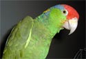 Animal-World info on Green-cheeked Amazon