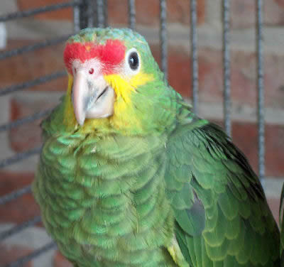 Red-Lored Amazon Parrot or Yellow Cheek Amazon, Amazona autumnalis