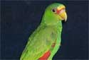 Click for more info on White-fronted Amazon
