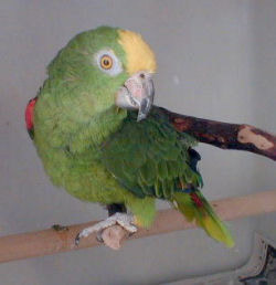 "Herbert" is a Yellow-crowned Amazon, also known as the Yellow-fronted or Single Yellow-headed Amazon