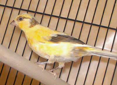 Picture of an American Singer Canary