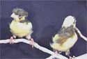 Animal-World info on Crested Canary