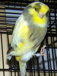 Picture of a Gloster Consort (plainheaded) Canary