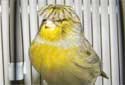 Animal-World info on Gloster Fancy Canary