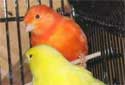 Animal-World info on Color Bred Canary