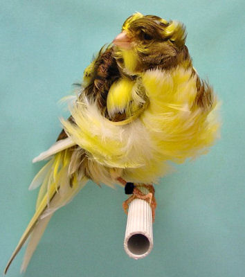 Picture of a Parisian Frilled Canary