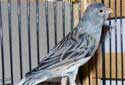 Animal-World info on Spanish Timbrado Canary