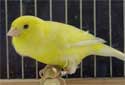 Animal-World info on Waterslager Canary