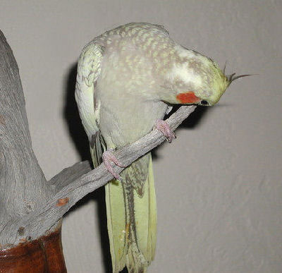 This is a Cinnamon Pearl Pied Cockatiel named Sunny