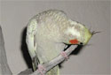 Animal-World info on Cinnamon Pearl Cockatiel