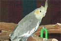 Animal-World info on Grey Cockatiel