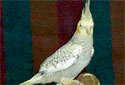 Click for more info on Pearl Cockatiel