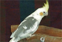 Click for more info on Pied Cockatiel