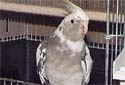 Click for more info on White-faced Cockatiel