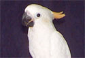 Animal-World info on Citron-crested Cockatoo