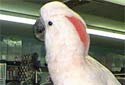 Animal-World info on Mollucan Cockatoo