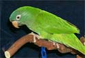 Click for more info on Blue-crowned Conure