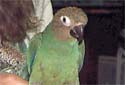 Click for more info on Dusky Conure