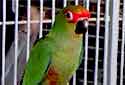 Click for more info on Golden-capped Conure