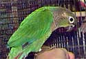 Click for more info on Green-cheeked Conure