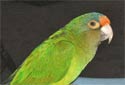Click for more info on Half-Moon Conure