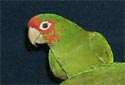 Click for more info on Mitred Conure