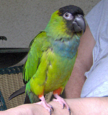 Picture of a Nanday Conure or Black-hooded Parakeet