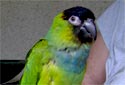 Click for more info on Nanday Conure