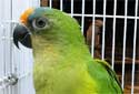 Animal-World info on Peach-fronted Conure