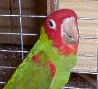 "Lola" is a Red-masked Conure, also referred to as a Cherry-headed Conure or Red-headed Conure!