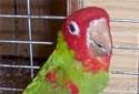 Click for more info on Red-masked Conure