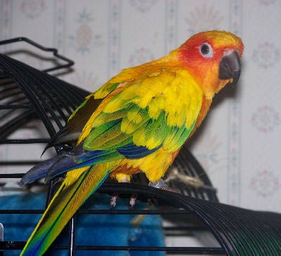 Conures - Bird Care and Bird Information for All Types of Conures