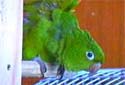 Click for more info on White-eyed Conure