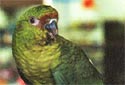 Click for more info on Austral Conure