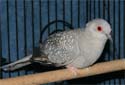 Animal-World info on Diamond Dove