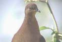 Animal-World info on Mourning Dove