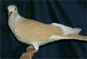 Animal-World info on Ringneck Dove
